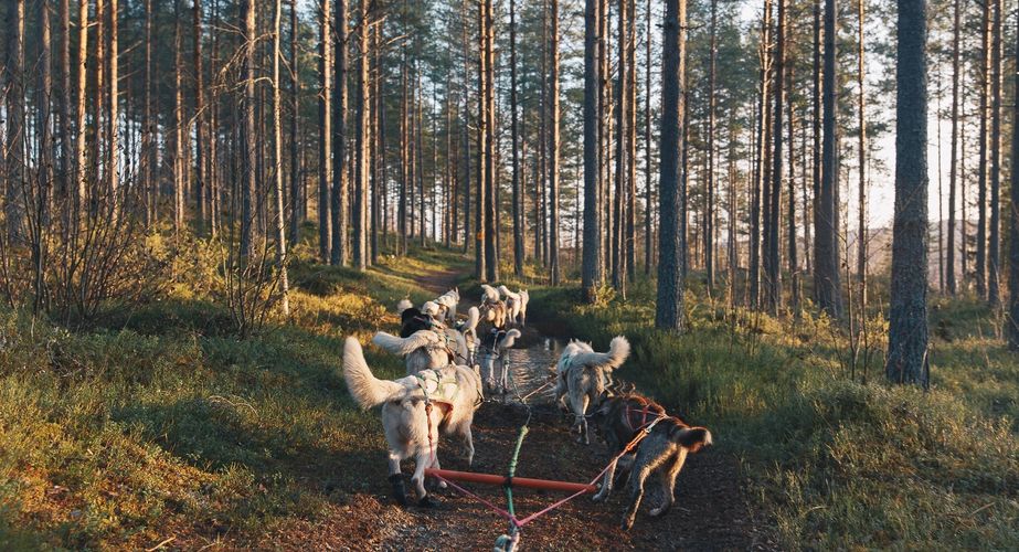 Husky rit groepsreis Lapland najaar